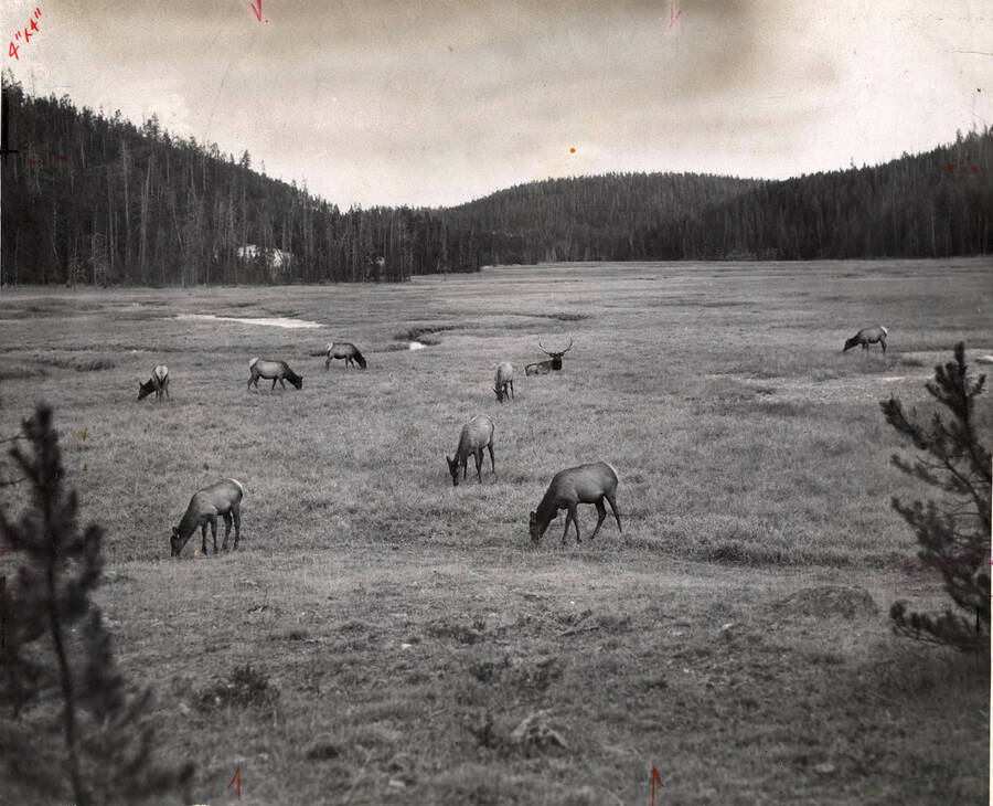 Typical scene of elk in the Selway National forest.