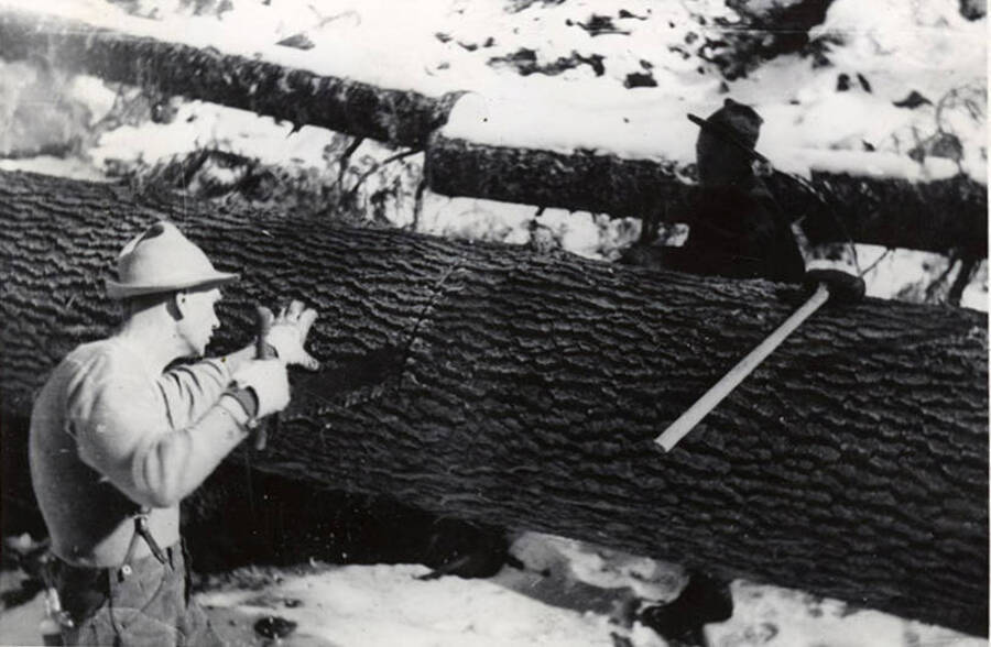 Two men use a two person to section a tree that has been logged. On top of the tree sits a sledgehammer.