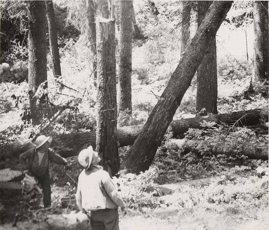 Two men watch a tree fall in the forest. One of the men is holding a chain saw.