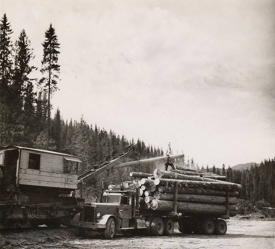 A railroad crane loads a log onto  a trailer for transport. A man stands atop of the logs already on the trailer.