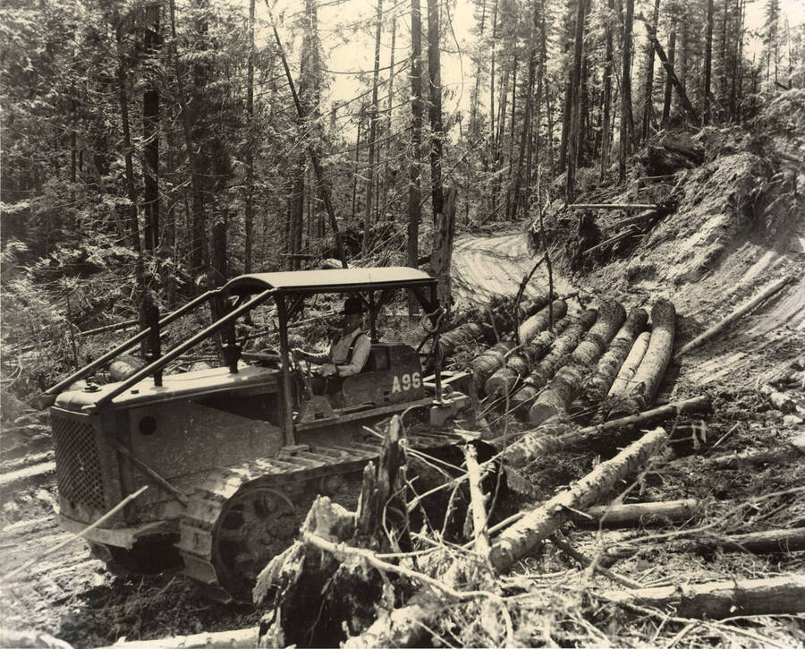 A man drives a caterpillar pulling six logs down the mountain. In the front of the picture is brush and debris leftover from logging.
