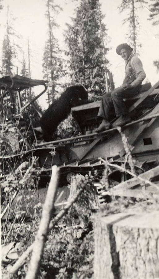 A young bear climbs on a piece of logging equipment while a man sits on it.