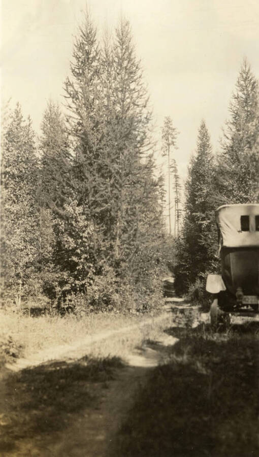 Stand of sixteen year old larch north of Dover, Idaho