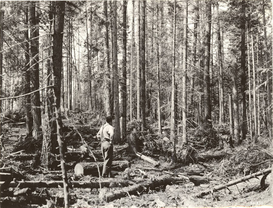 A man stands in the forest looking at downed trees and brush. On the back, the description reads 'summer, Aug. 1941, Sec 31, T38, N6E.'
