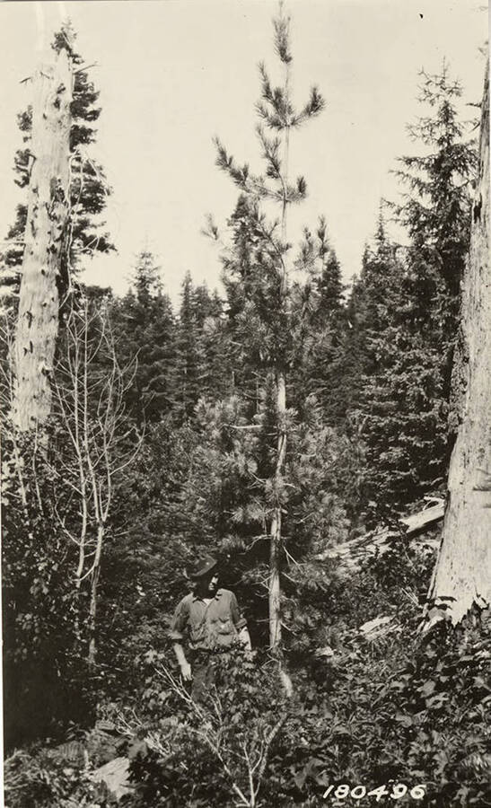 Description from the photograph reads '18 year old white pine reproduction on Corral Hill. 5500 feet. 8-27-23. Nez Perce N.F.'