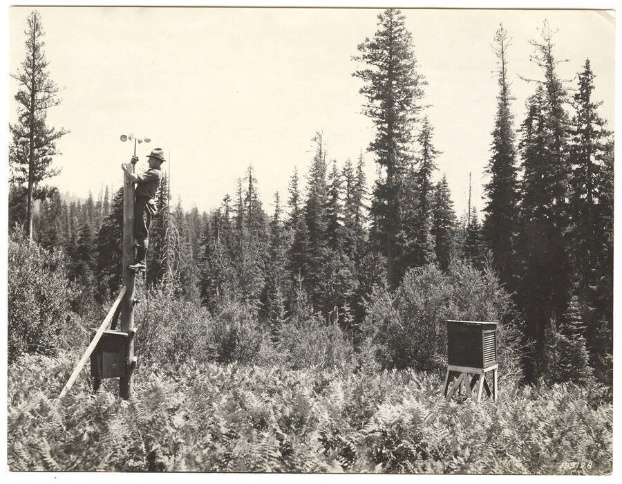 A man stands on a pole attaching a weather station to it. Written on the back of the photograph is 'weather station at Musselshell Ranger Station, Clearwater National Forest.'