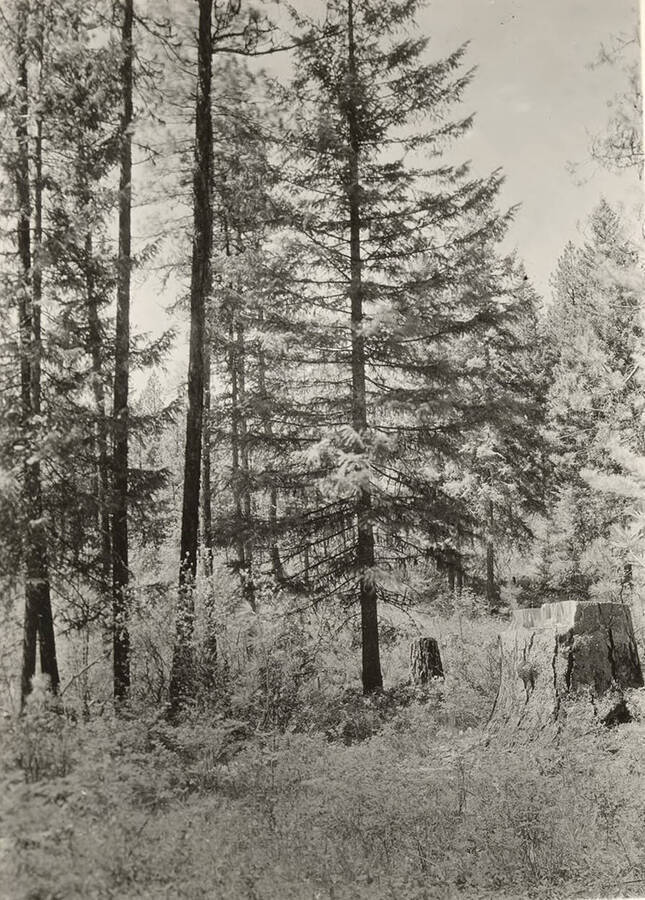 A ponderosa pine stands in a section to be logged and then slash burned.
