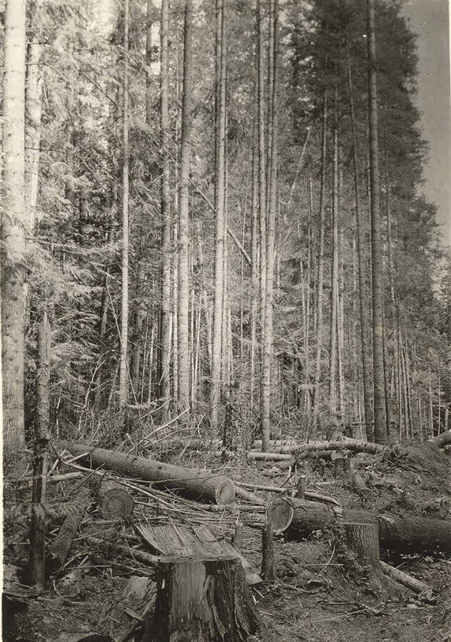 A group of white pine stand in the back while the ground in front is littered with stumps and downed trees. The description on the back says this was logged in the spring of 1930 but not burned.