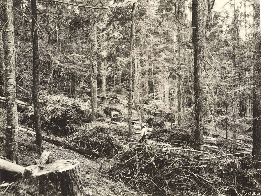 Two men work to make brush piles for a brush disposal. According to the back of the photograph this picture was taken by K.D. Swan for the Skookum Cr. Sale.