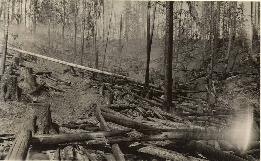The aftermath of slash and burning logging. The description on the back says 'area logged 1925, broadcast burned spring 1926 too dry at time. Very heavy slash and dense pole stand left. About 09 per cent destruction.'