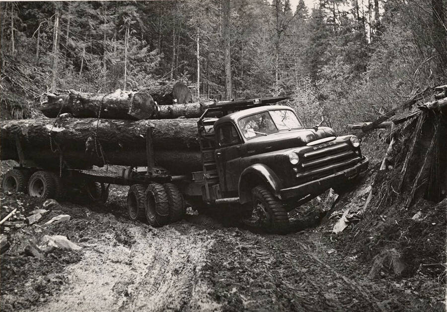 A truck full of logs gets stuck in a passage. The description on the back of the photograph reads 'C K Truck could not negotiate turn in heavy mud, Ferris timber '51, this was a dodge.'