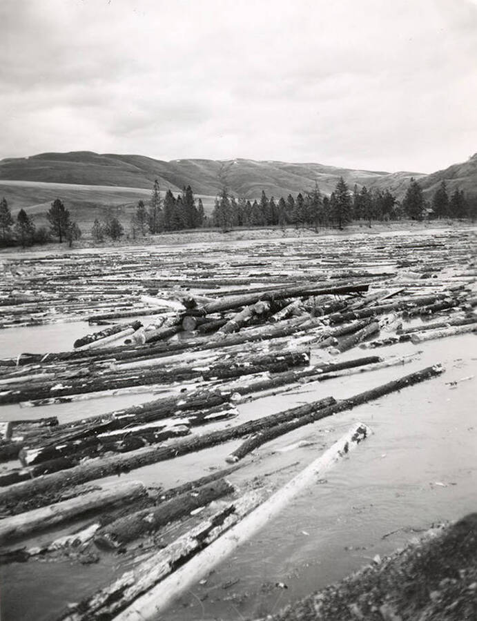 Logs are in the Clearwater river on their way to the Lewiston Mill.