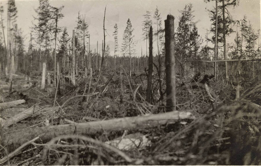 Brush, felled trees, and un-used trees are shown before a controlled burn is set.