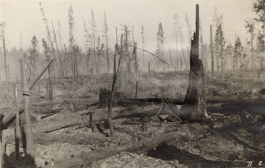 Brush and felled trees after burning.