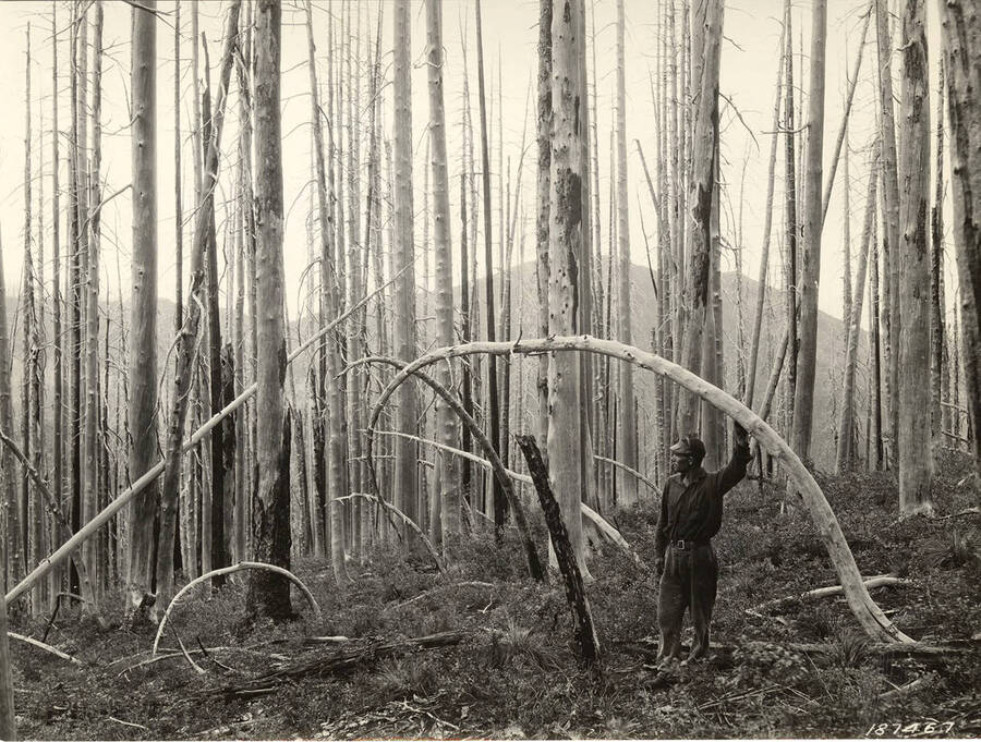 A man stands touching a curved tree surrounded by straight growing trees. On the back of the photo is a stamp saying that the photographer is K.D. Swan.