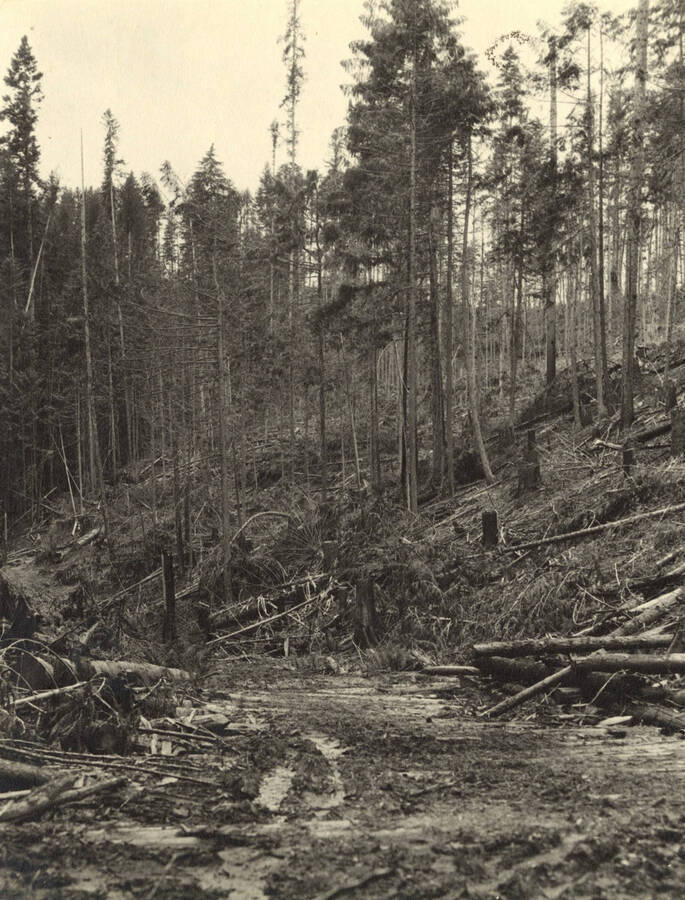 Disposal of slash after logging is one of the most vexing problems before Idaho lumbermen.  Scene is near St. Joe, Idaho
