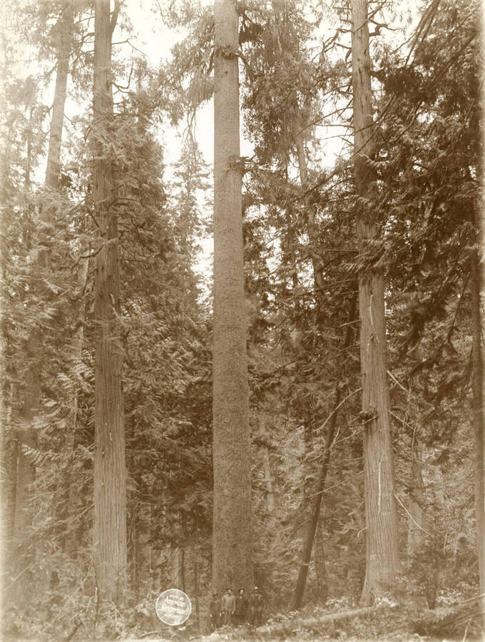 Four  men stand in front to show "Height to limbs of White Pine tree 23'6" in circumference, located on SW NW Sec. 9 T39 N, R 2E, Clearwater Co., Idaho." Description taken from American Lumberman papers found within the folder. Photograph taken between September 28 and October 4.