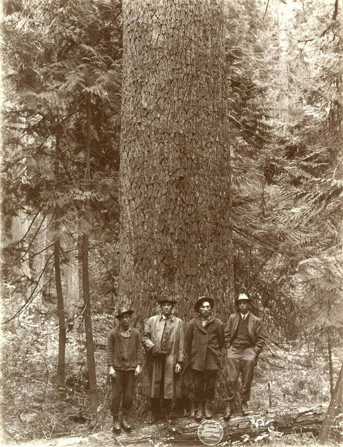Four men stand in front of a large White Pine that was 23'6" in circumference.