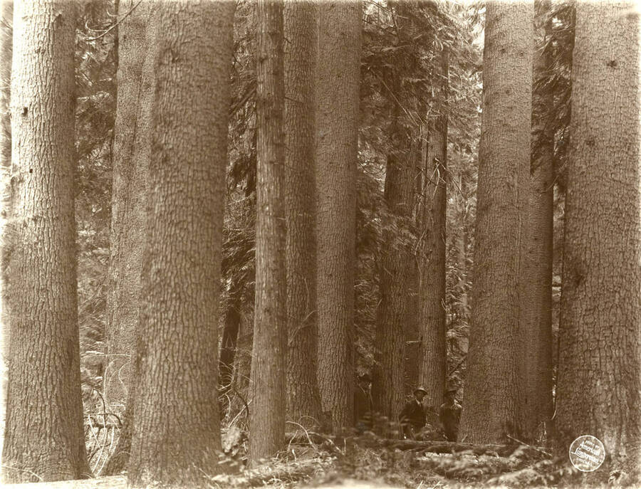 Broad view of white pine timber in N. W. 1/4 N. W. 1/4 Sec. 9/39/2. Description taken from American Lumberman papers found within the folder. Photograph taken between September 28 and October 4.