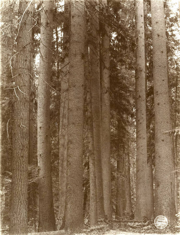 Another view of the same clump [of white pine] to show height to limbs. This group of White Pine is located in N. W. 1/4 N. W. 1/4 Sec. 9/39/2. Description taken from American Lumberman papers found within the folder. Photograph taken between September 28 and October 4.