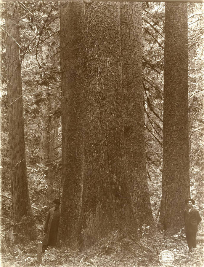Two men stand near "Four very large white pines close together, SE NE 8/39/2." Description taken from American Lumberman papers found within the folder. Photograph taken between September 28 and October 4.