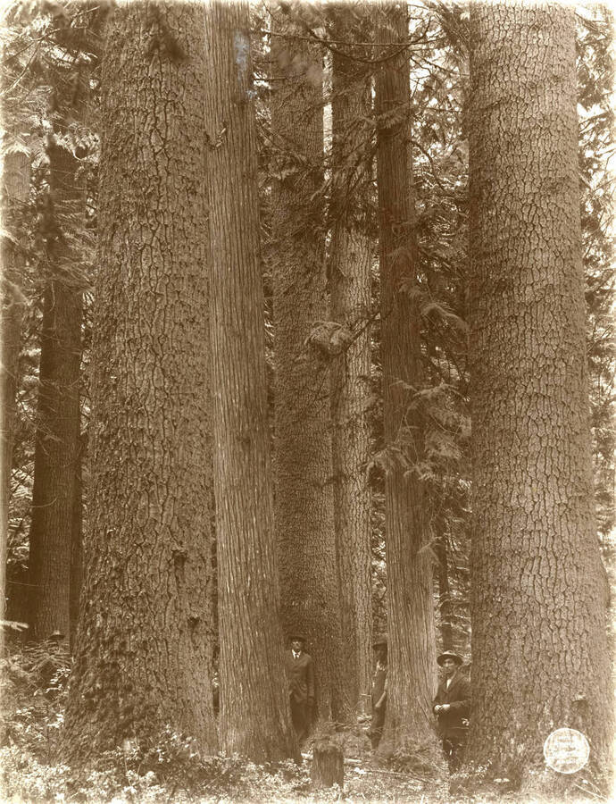 Three men stand in amongst "Another clump of white pine and cedar in the same location [at  SE NE 8/39/2]." Description taken from American Lumberman papers found within the folder. Photograph taken between September 28 and October 4.