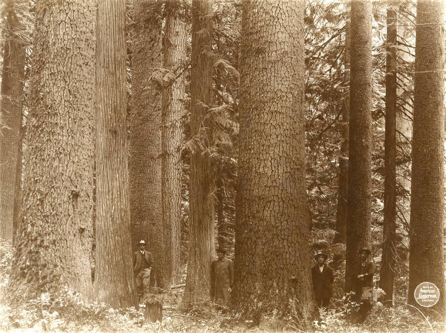 Broad view of same clump [at   SE NE 8/39/2], showing more trees, but first long only. Four men stand in amongst the trees. Description taken from American Lumberman papers found within the folder. Photograph taken between September 28 and October 4.