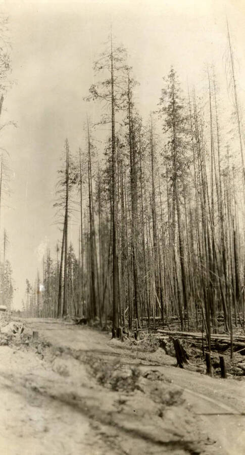 After a slash fire, all of the young timber is killed.