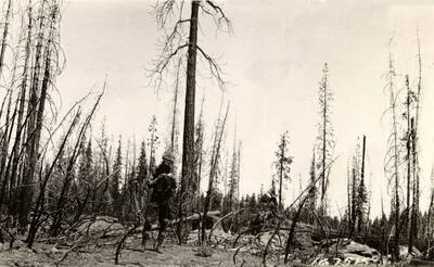 Yellow pine area in California after a slash burn.