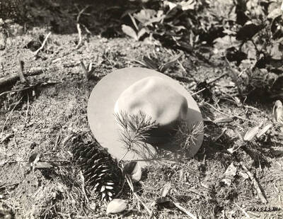 White pine seedlings starting at edge of spot where brush pile has been burned. Brush piles cover 25% or less of the area. White pine seeds stored in the duff on the reaming 75% have an opportunity to germinate and restock the area.