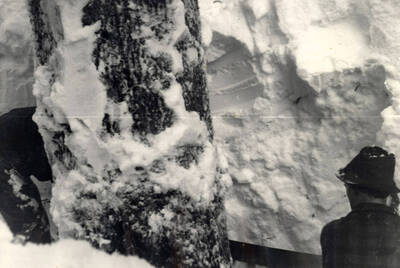 Hard at work sawing. Handles are generally removed from the saw so that the blade can push out into the snow at either end of the saw stroke, thereby necessitating a smaller saw pit and less snow shoveling.'