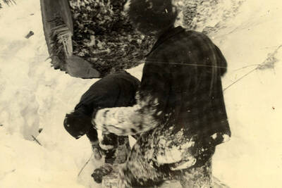 Winter sawing in a saw pit is also dangerous to the sawyers who must get away from the pit quickly to avoid possibility of injury when the tree topples over. The falling tree may twist a little to one side or the other as it falls, or hit another tree and roll sharply to one side, and the butt of the tree may swing in either direction with sufficient force to kill a man if it hits him. For quick escape from the pit saw gangs generally notch steps in the side of the pit. in the picture below sawyers Lang and Jones are shown still in the pit after the tree topples over. it fell a bit quicker than was expected with the result that the men were unable to escape from the pit. the snow on Jones coat was caused by his attempt to hastily scramble out of the pit. He didn't make it, in fact was sprawled half-out and half-in the pit when the tree came to rest. Lang is bent over brushing snow from his clothing in the bottom of the pit. Fortunately for the men this particular tree fell straight away and the butt did not jump to either side.'