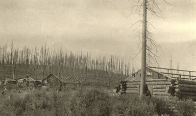 View of an area showing remains of fine white pine forest after slash and brush fires have run over it following logging.