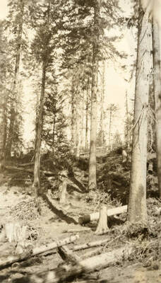 Brush piled ready for burning at foot of Meline, Elk Basin.