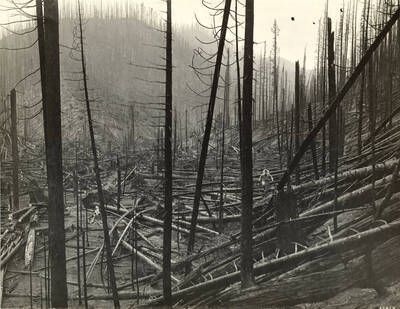 A man walks through downed trees. The description on the back reads "Effects of hurricane and fire in a heavy stand of white pine on the Little North Fork of the St. Joe River." Also on the back of the photograph is 'If this photo is reproduced credit must be given as follows: 'Photo by K. D. Swan, Courtesy U. S. Forest Service'.'