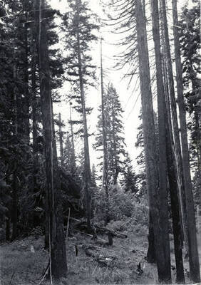 Some trees in the Coeur d'Alene National Forest escaped the fire while others like those in foreground are singed