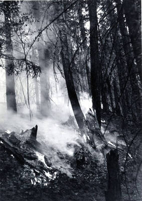 Smoke curls upward from the ground of burned areas in the Coeur d'Alene National Forest.