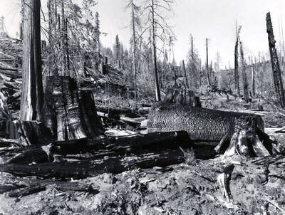 Several large tree trunks are scorched after the fire of 1910 in the Coeur d'Alene National Forest.