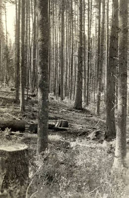 Two stumps are intermingled with trees that are set for the controlled burn.