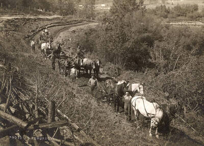 Men and horses clearing brush from land. They appear to be making a road.