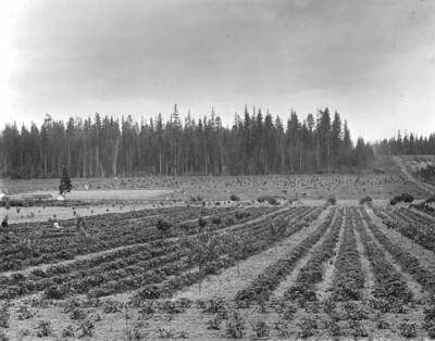 Large vegetable garden.