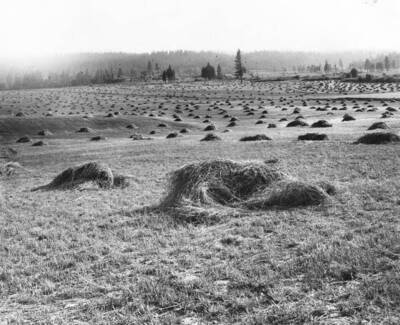 Timothy meadow on Robert Mowlds property, one mile from Potlatch. The land is valued at $40.00 an acre.
