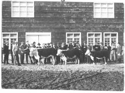 Animal Husbandry students judging steers.