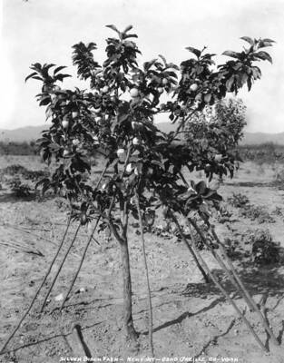 Close-up view of an apple tree with apples growing.