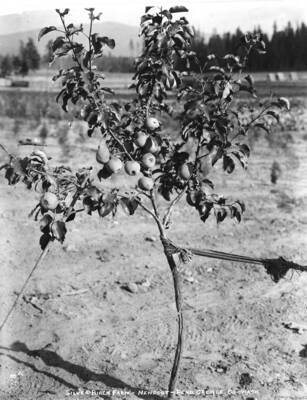 Close-up view of an apple tree with apples growing.