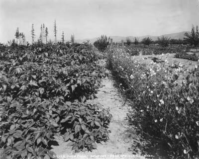 Rows of peas and beans