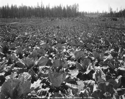 A patch of cabbages growing.