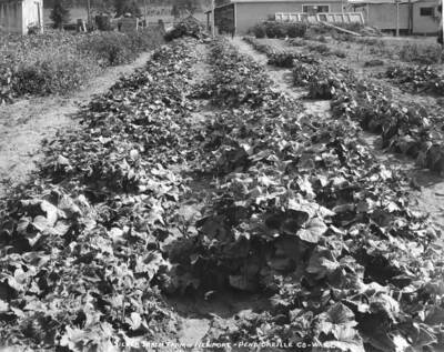 Rows of crops with small buildings in the background.