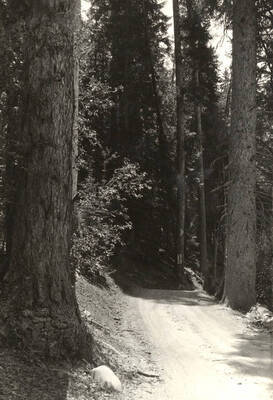 View of road through park.