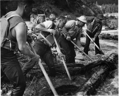 Men wearing life vests use peavies to push logs out of a jam near the shore.